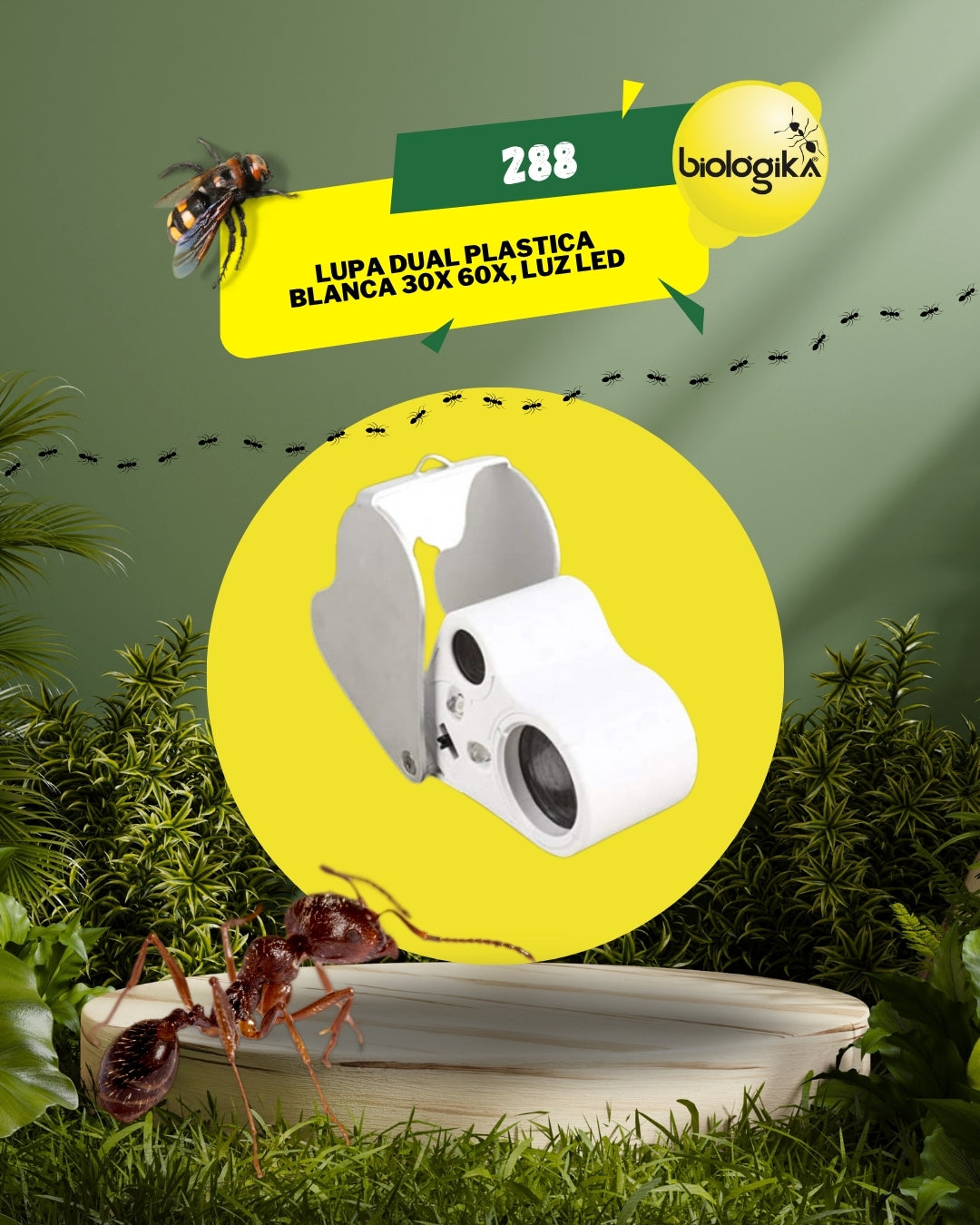Lupa dual de 30X 22 mm / 60X 12 mm - Biologika®