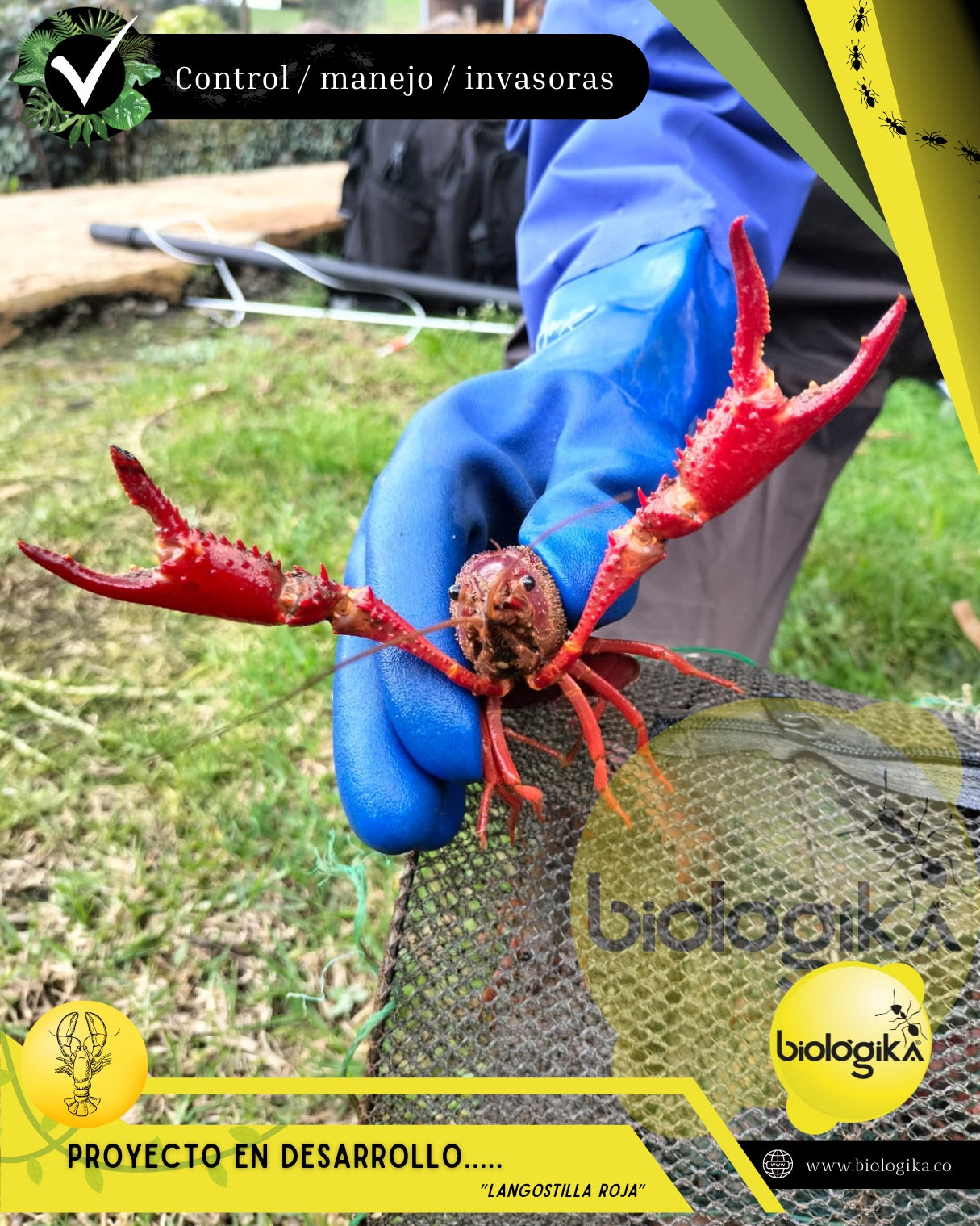 Trampa Jaiba o para cangrejos Biologika®