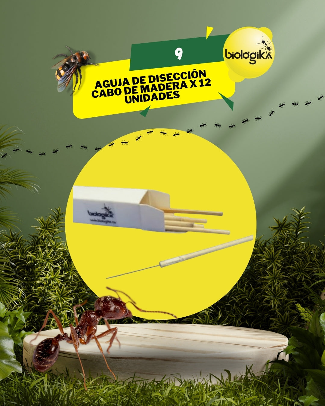 Agujas de disección entomológicas mango en madera (Paquete x12 unidades). Marca Biologika®