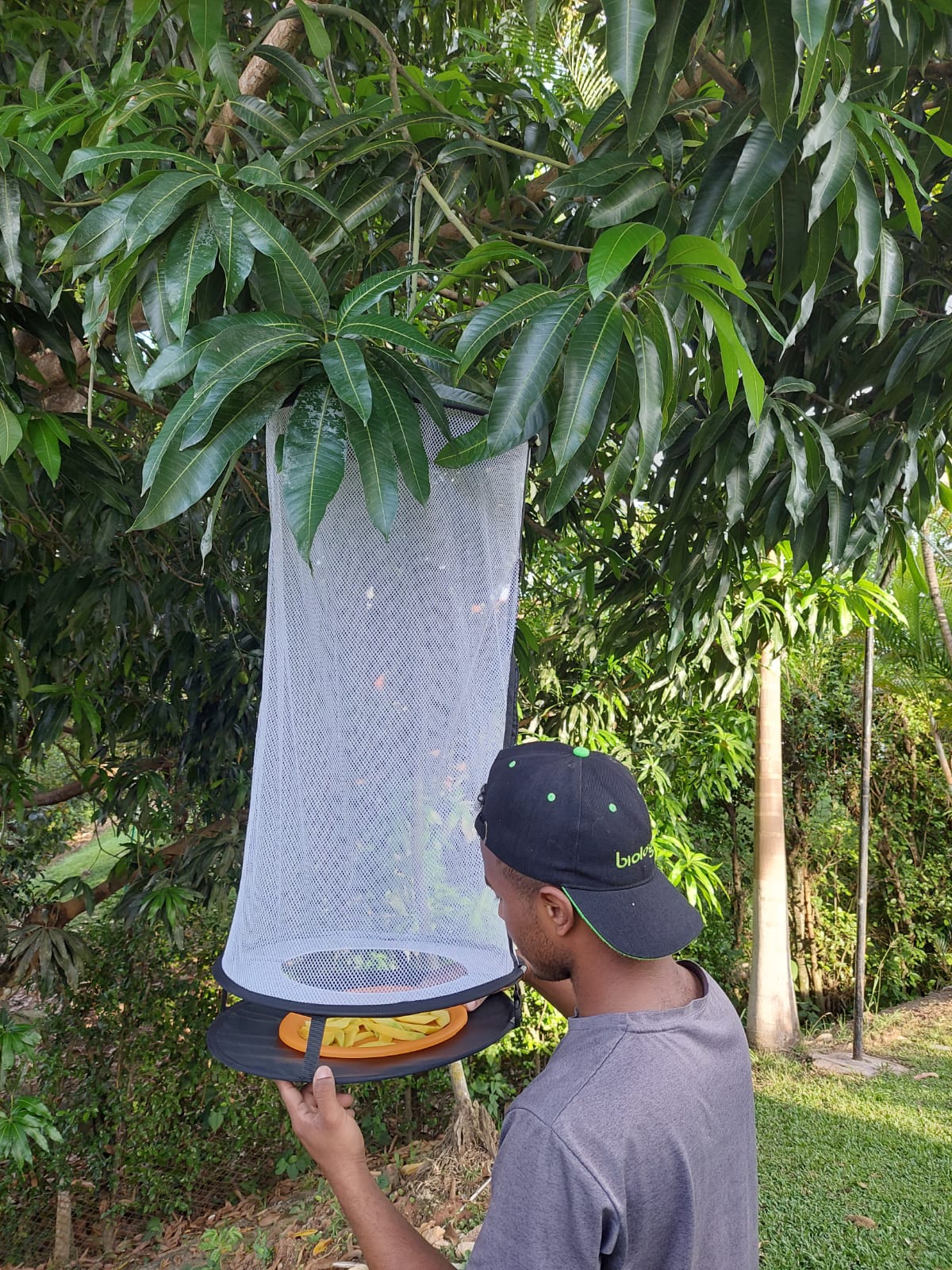 Trampa Van Someren-Rydon marca Biologika®