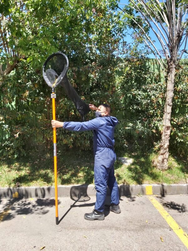 nasa mamiferos