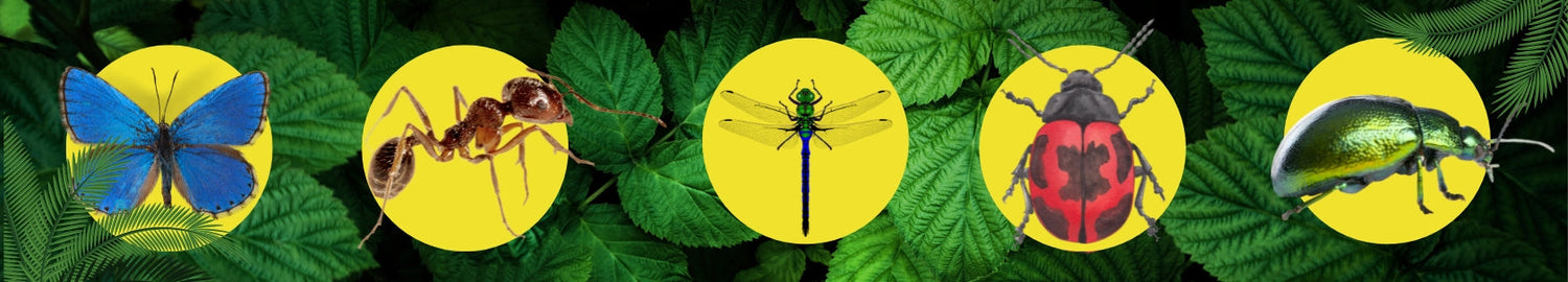 Insectos (Muestreos de entomologia)