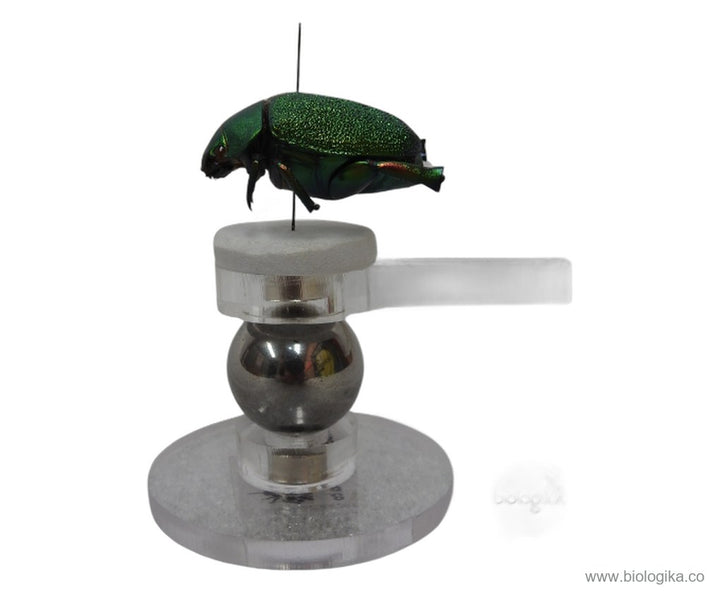 Soporte Magnético Para Insectos